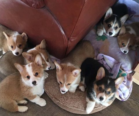 pembroke welsh corgis canada
