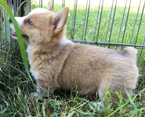 corgis-for-sale-alberta