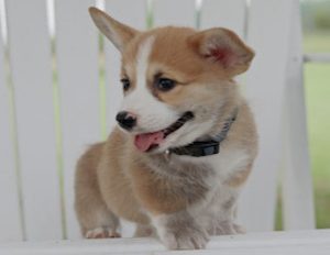 Welsh 2024 corgi buy