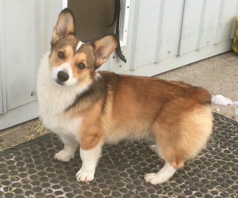 Red and white sable corgi
