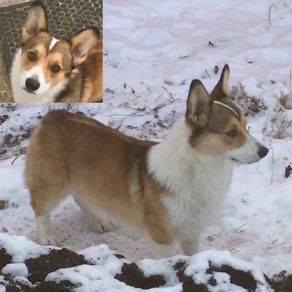 Pembroke-Corgi-male