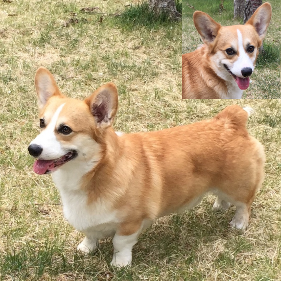 red-and-white-corgi-male