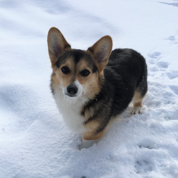 black-white-tan-corgi