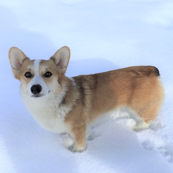 welsh-corgi-female