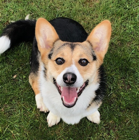 tri-color-female-corgi-canada